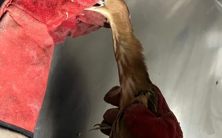 Karayazı’da Nesli Tükenme Tehlikesindeki Balaban Kuşu Bulundu: Vatandaşlar Harekete Geçti