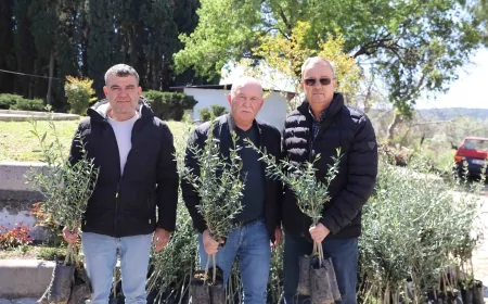 Urla’da zeytin seferberliği başladı: 20 mahalleye 7 bin fidan dağıtıldı