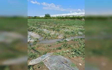 Adana’da Çiftçiye Darbe Üstüne Darbe: Kuraklık, Don, Dolu ve Sağanak Felaketi