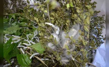 Antalya’da ipek böcekçiliği yeniden canlanıyor: 51 üreticiye 1250 beslenme tablası dağıtıldı