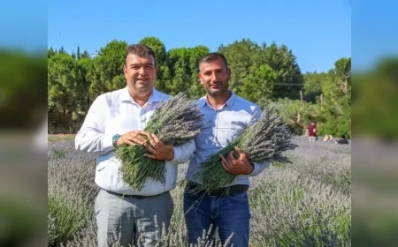 Seferihisar'da Lavanta Hasat Şenliği 10. kez düzenleniyor: Müzik, tiyatro ve hasat bir arada