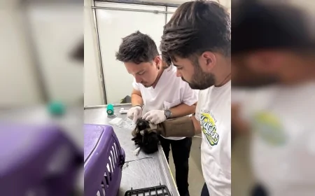 İzmir’de 9 orman yangınından 8’i insan kaynaklı çıktı, yüzlerce yapı zarar gördü