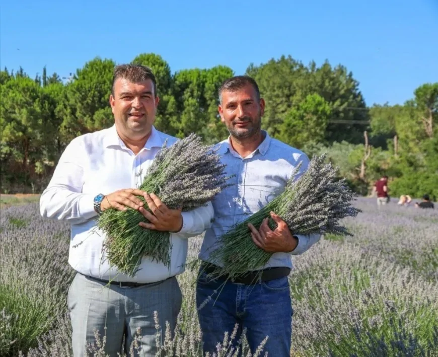 Seferihisar'da Lavanta Hasat Şenliği 10. kez düzenleniyor: Müzik, tiyatro ve hasat bir arada