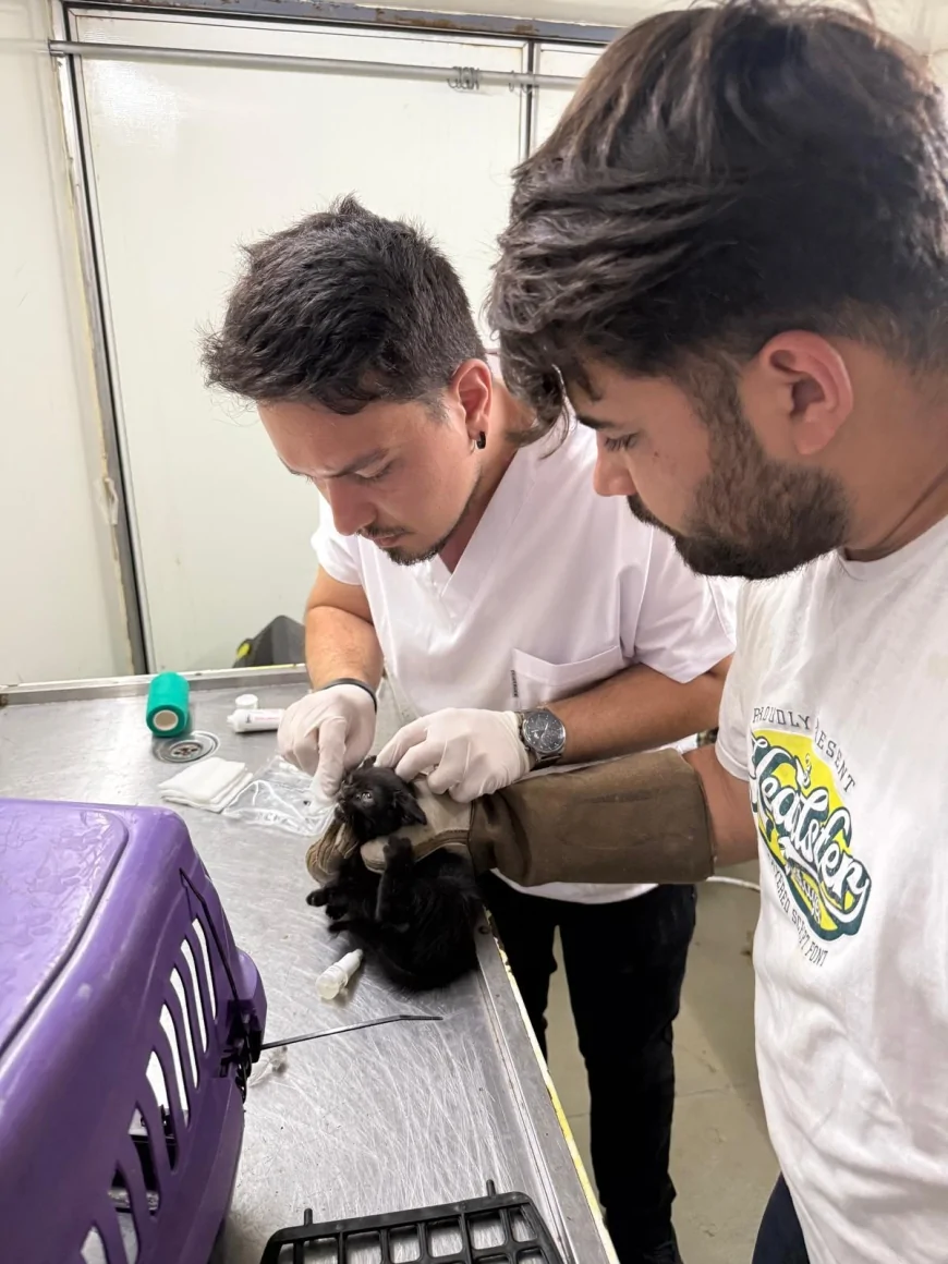 İzmir’de 9 orman yangınından 8’i insan kaynaklı çıktı, yüzlerce yapı zarar gördü