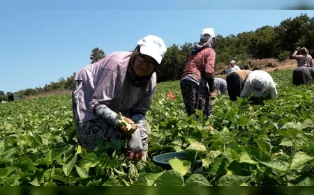 Balıkesir’de ilk kez dağıtılan hibeli Badalan fasulyesi tohumları yüksek verim sağladı