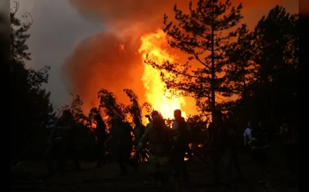 Ali Alemdaroğlu: “Ormanlar vatanın nefesidir”