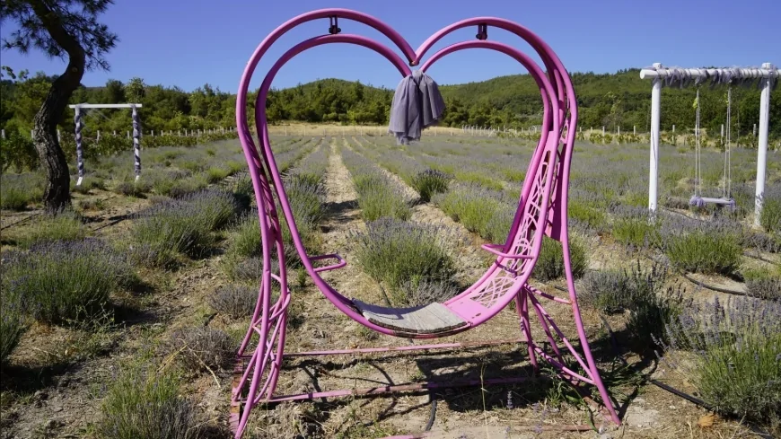 Manisa’da 7 Bin Metrekarelik Lavanta Bahçesi Ziyarete Açıldı