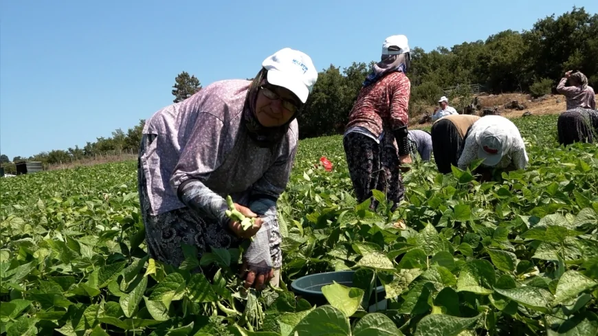 Balıkesir’de ilk kez dağıtılan hibeli Badalan fasulyesi tohumları yüksek verim sağladı