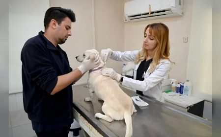 kedi ve köpeklerin 31 Aralık 2025 tarihine kadar mikroçip taktırılarak PETVET sistemine kaydedilmesi zorunludur.