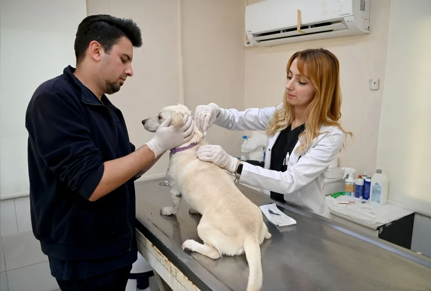 kedi ve köpeklerin 31 Aralık 2025 tarihine kadar mikroçip taktırılarak PETVET sistemine kaydedilmesi zorunludur.