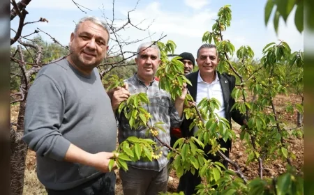 Şehzadeler Belediye Başkanı Hakan Şimşek kiraz hasadı öncesi üreticilerle sahada buluştu