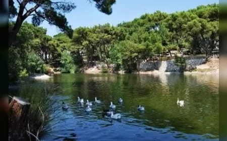 Manisa’nın Akhisar ilçesine 14 kilometre uzaklıkta bulunan Zeytinliova Mahallesi.