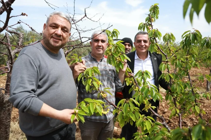 Şehzadeler Belediye Başkanı Hakan Şimşek kiraz hasadı öncesi üreticilerle sahada buluştu