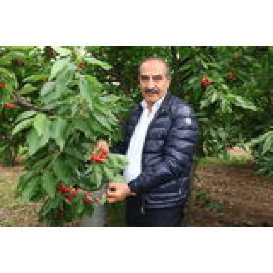 Ege Yaş Meyve Sebze İhracatçıları Birliği Başkanı Hayrettin Uçak: “2026’da kiraz ihracatında 200 milyon doları hedefliyoruz”