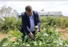 Enginar hasadına Seferihisar Belediye Başkanı İsmail Yetişkin katıldı.