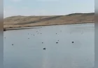 Karayazı’daki Köyceğiz Göleti’nde yaban ördekleri doğaseverlere eşsiz manzaralar sundu