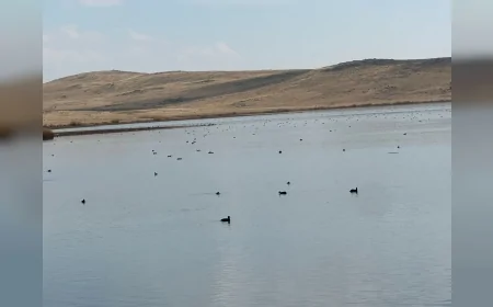 Karayazı’daki Köyceğiz Göleti’nde yaban ördekleri doğaseverlere eşsiz manzaralar sundu
