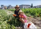 Toprağa dokunan kadınlar, Bornova'da geleceği yeşertiyor