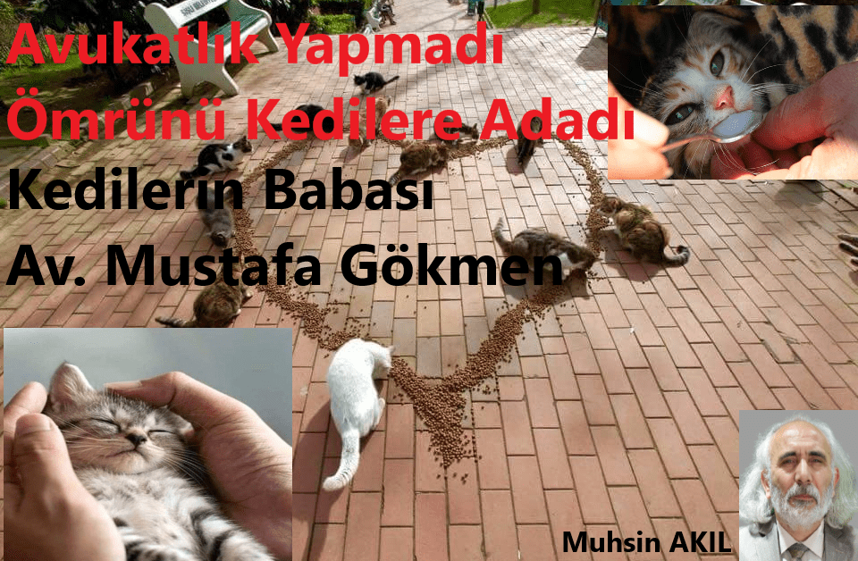 Kedilerin Babası Av. Mustafa