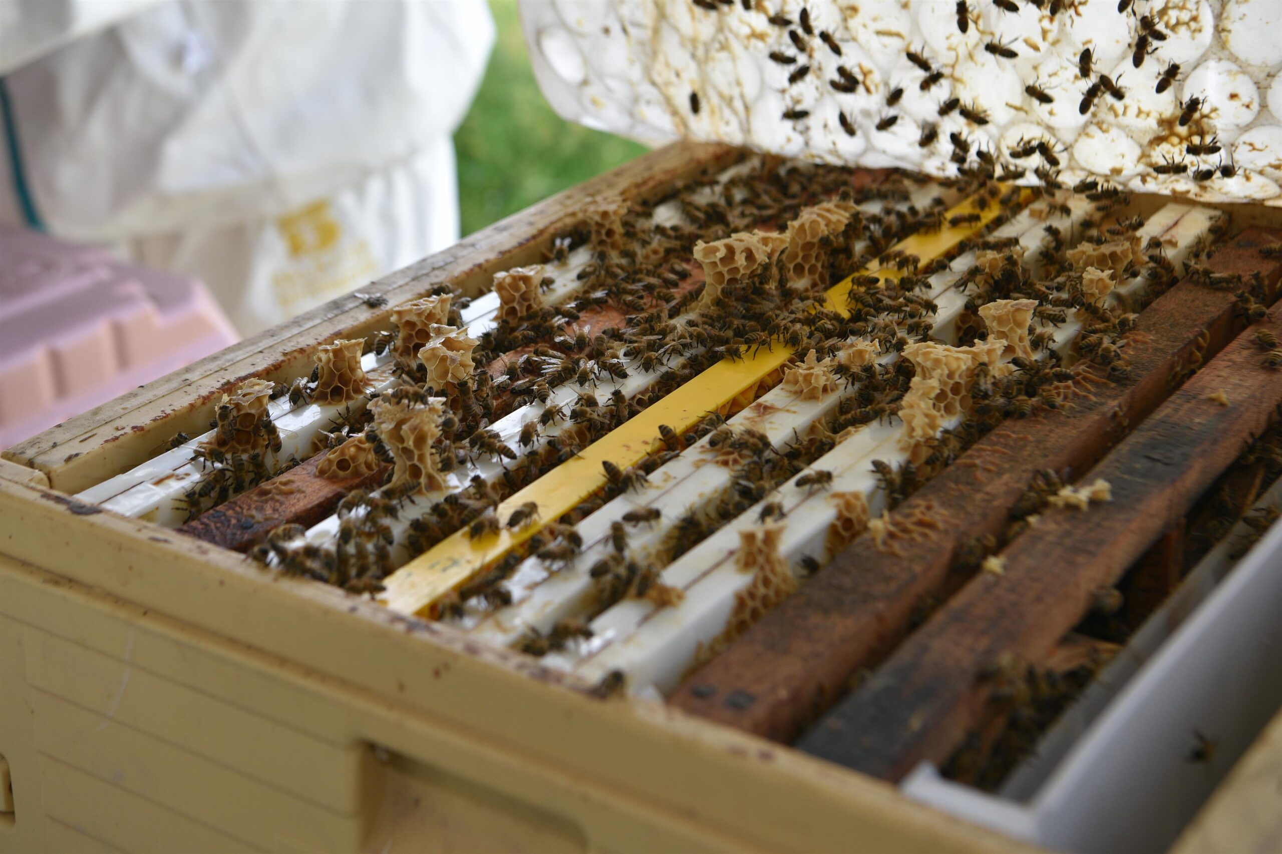 BALIKESİR – -BBB’nin ana arıları     yeni evlerine uçtu