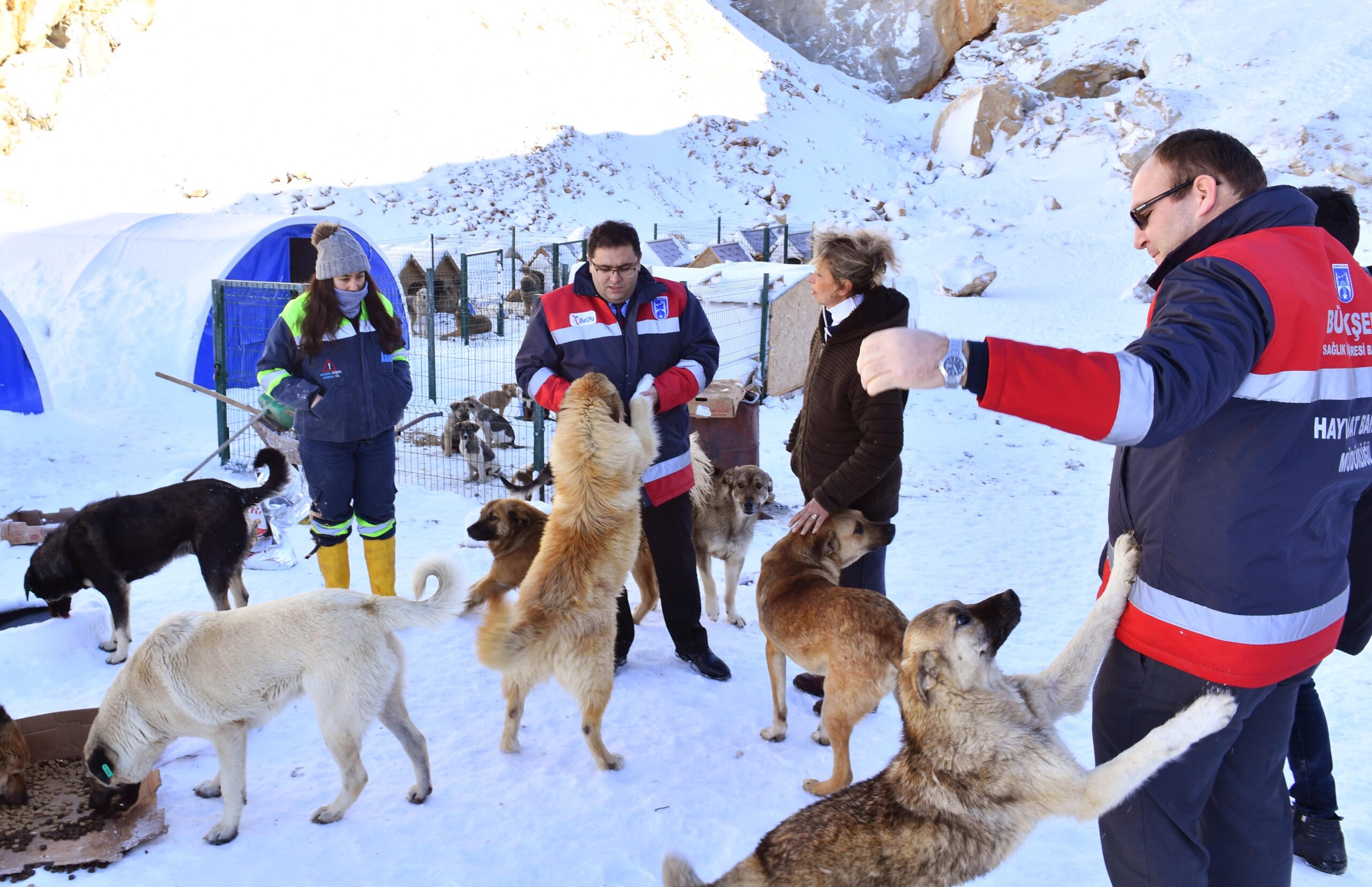 BÜYÜKŞEHİR VE STK’LAR SOKAK HAYVANLARININ YANINDA…