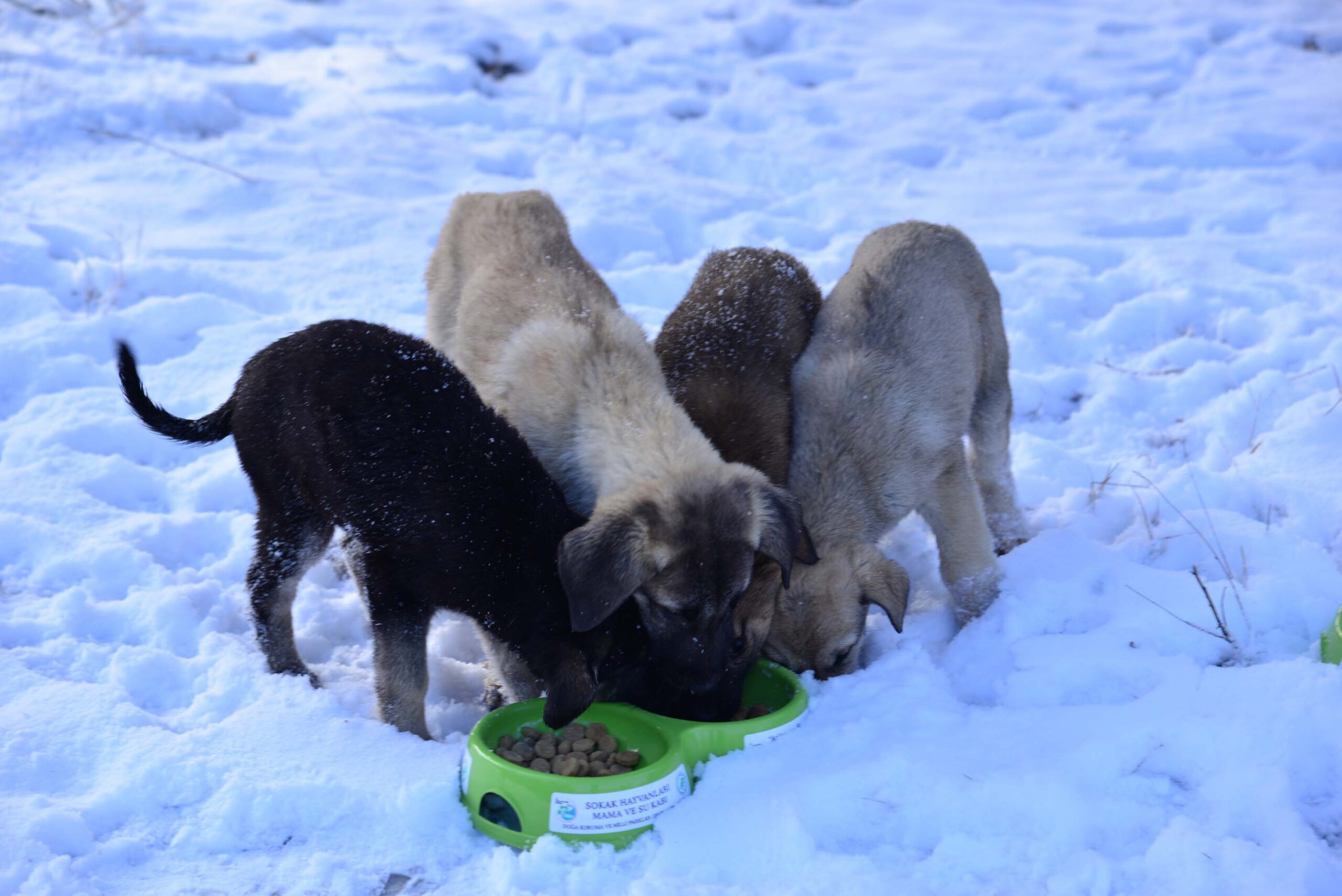 Can dostlarımız için seferberlik Mama bırakılıyor, sağlık kontrolünden geçiriliyorlar