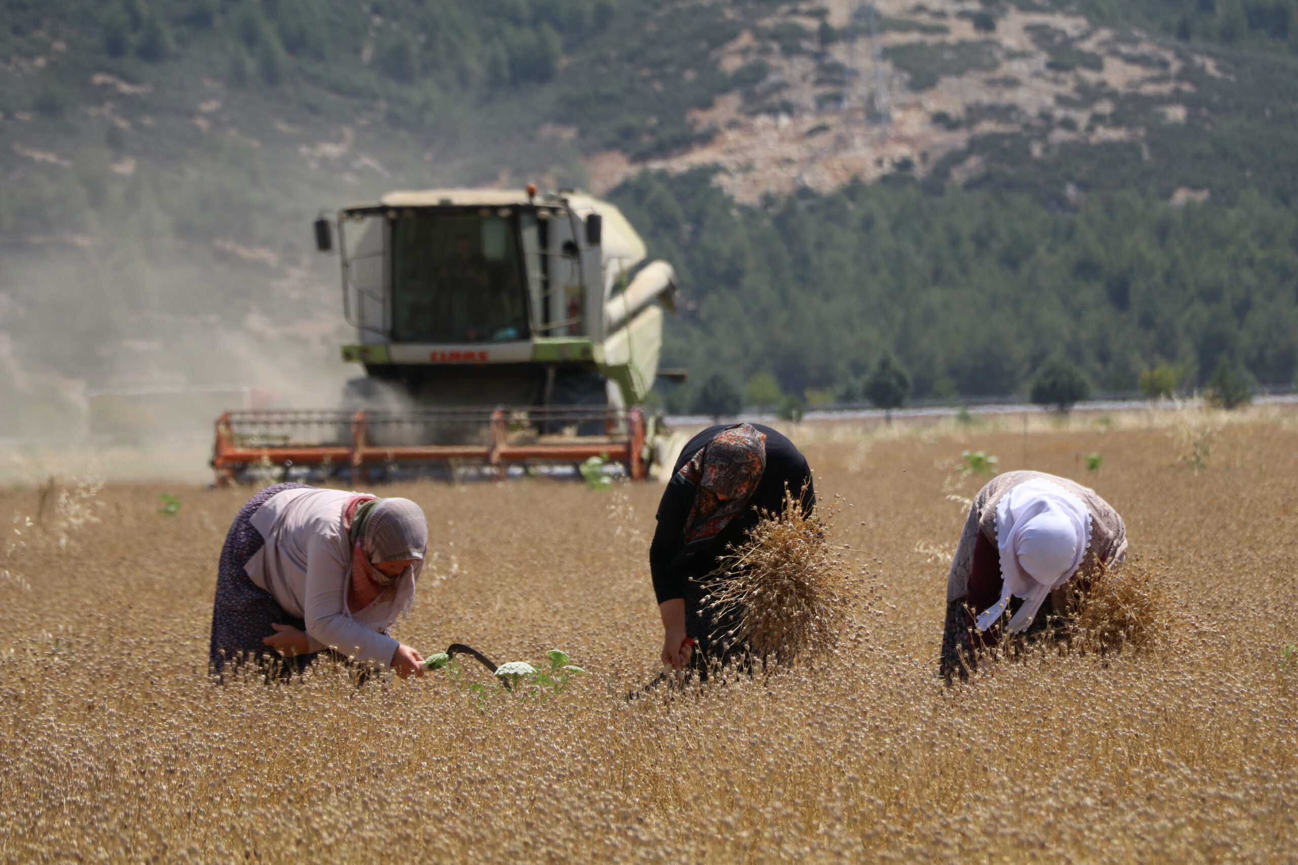 ÇÖREK OTU YAĞINI  DÜNYA BAĞIŞIKLIK ÜRÜNLERİ LİGİNE TAŞIMAK 