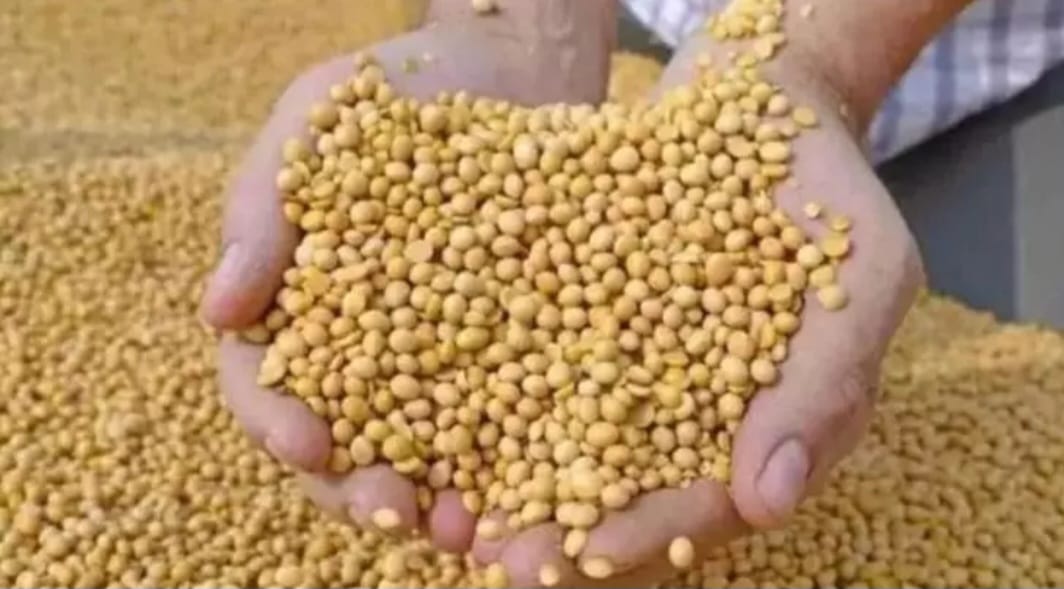 DOĞADAKİ EN GÜÇLÜ D VİTAMİNİ KAYNAĞI !!!SOYA FASULYESİ