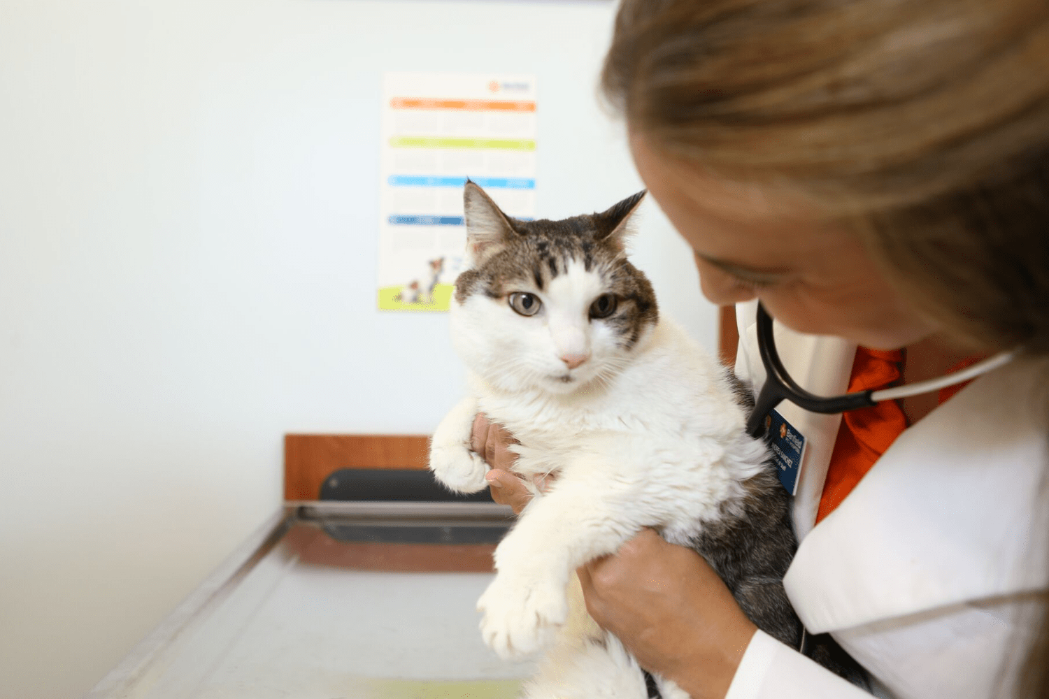 DÜNYA KEDİLER GÜNÜ’NDE ÇAĞRI:  “KEDİNİZİ VETERİNER HEKİMİNE GÖTÜRÜN”