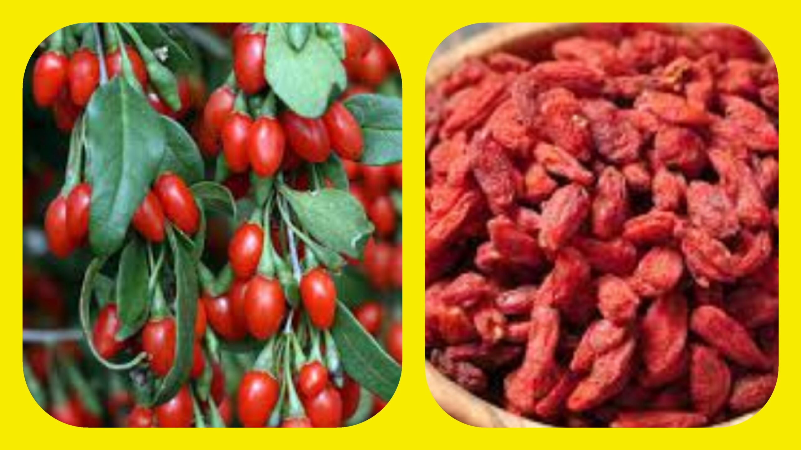 Goji Berry’nin Sağlık İçin İnanılmaz Faydaları