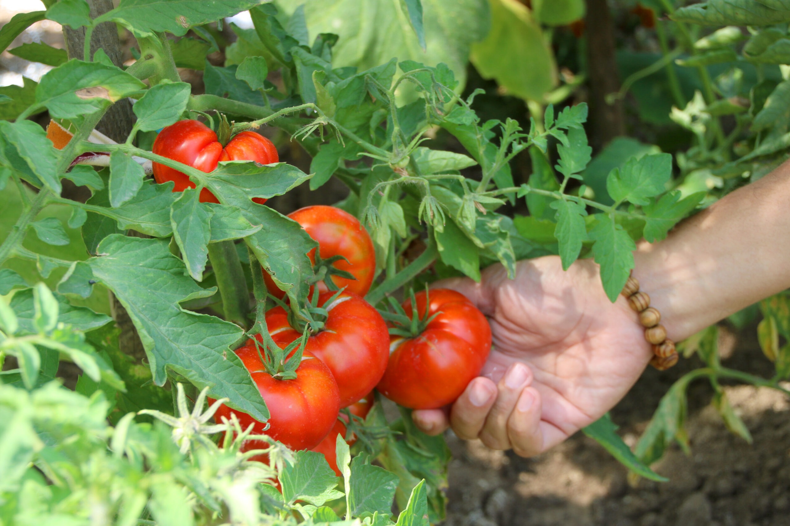 KENT TARIM’DA YENİ DÖNEM KAYITLARI BAŞLADI