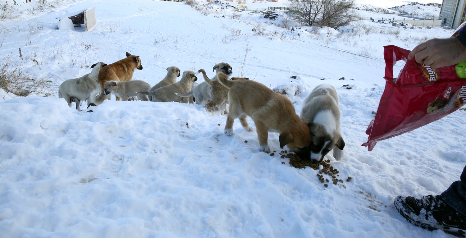 LÜTFEN ONLARA SİZ DE YEM VE SU VERİNİZ