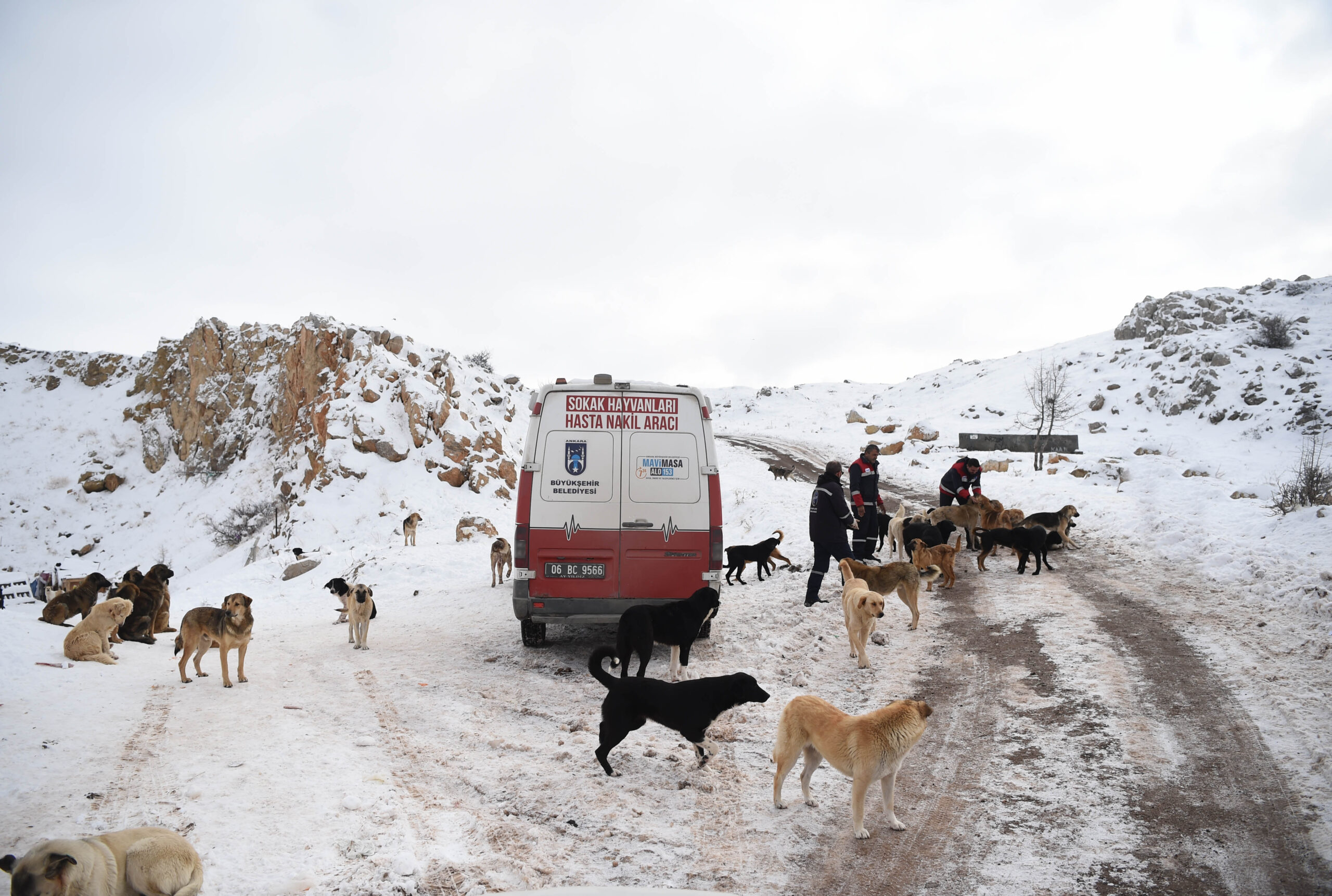 SAHİPSİZ SOKAK HAYVANLARI UNUTULMADI…