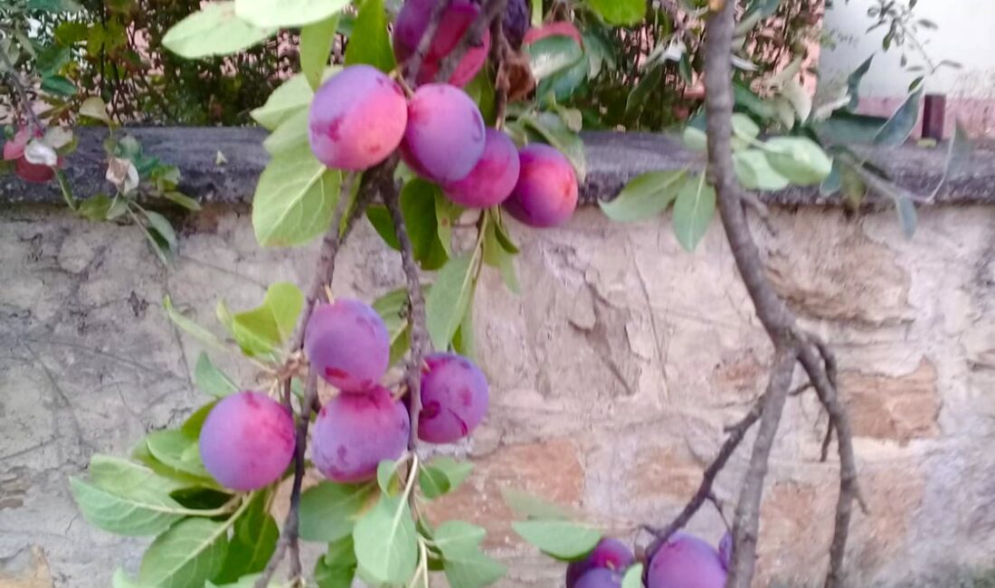 Kastamonu’nun üryani eriği, dünyada