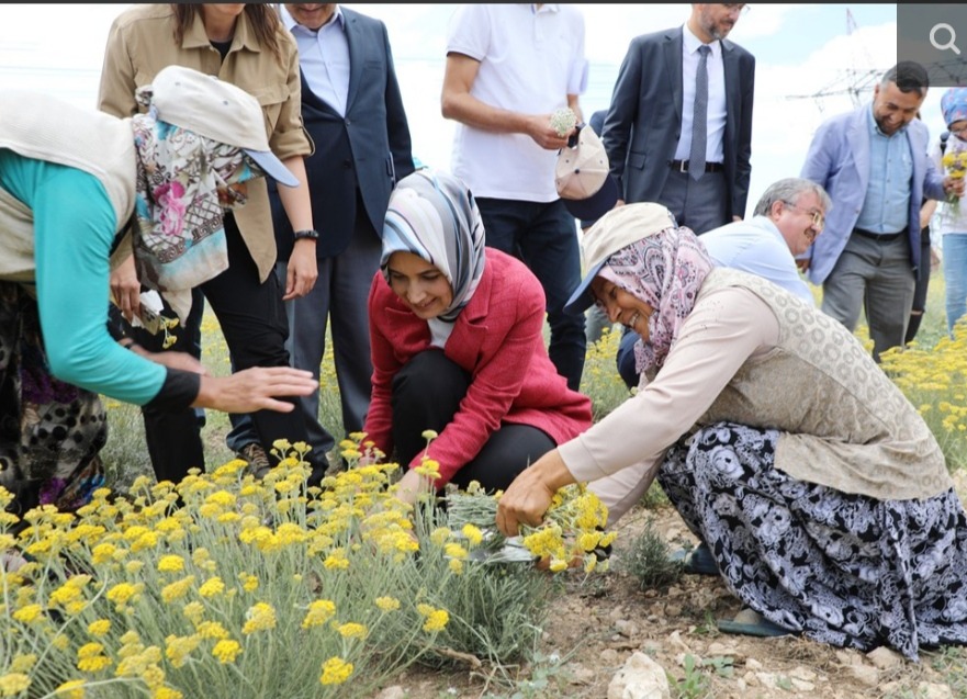 Altınotu Bitkisinin Hasadı Vali Yiğitbaşı’nın Katılımıyla Yapıldı