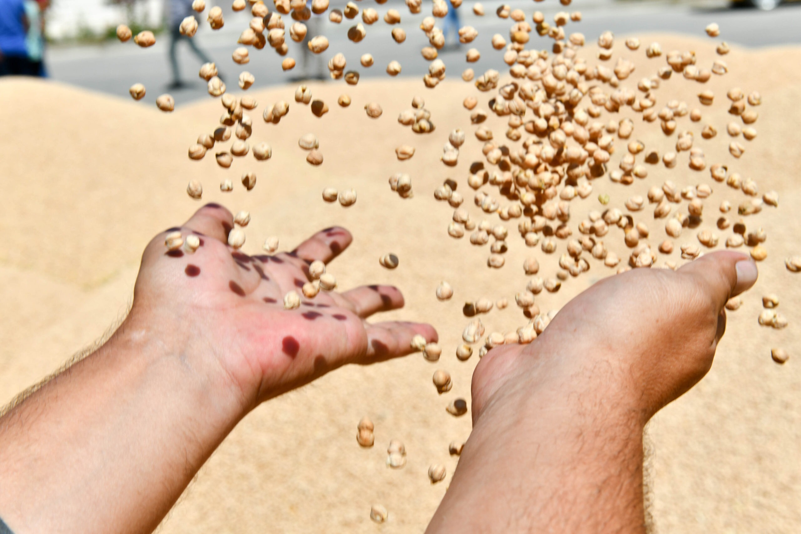 ANKARA BÜYÜKŞEHİR’DEN ŞİMDİ DE NOHUT TOHUMU DESTEĞİ...