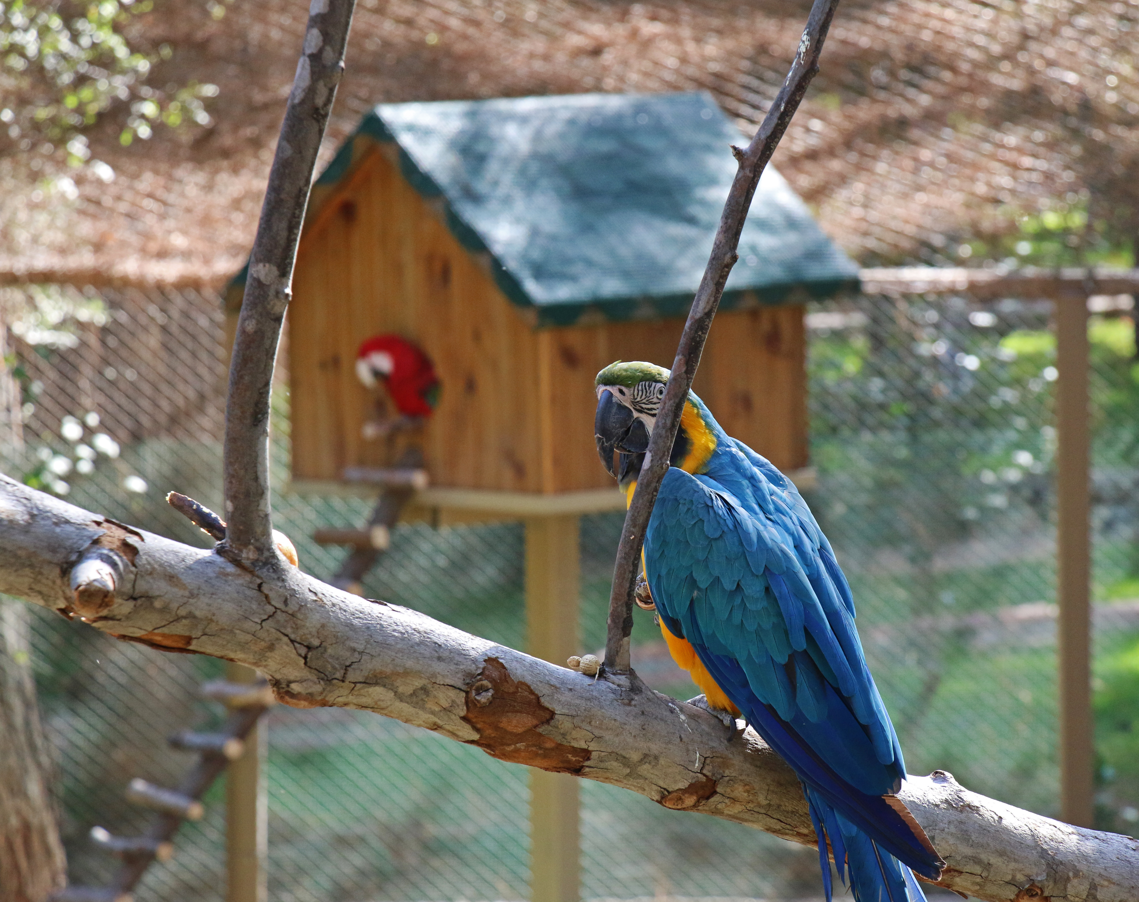 Antalya Hayvanat Bahçesi kapılarını ziyarete açıyor