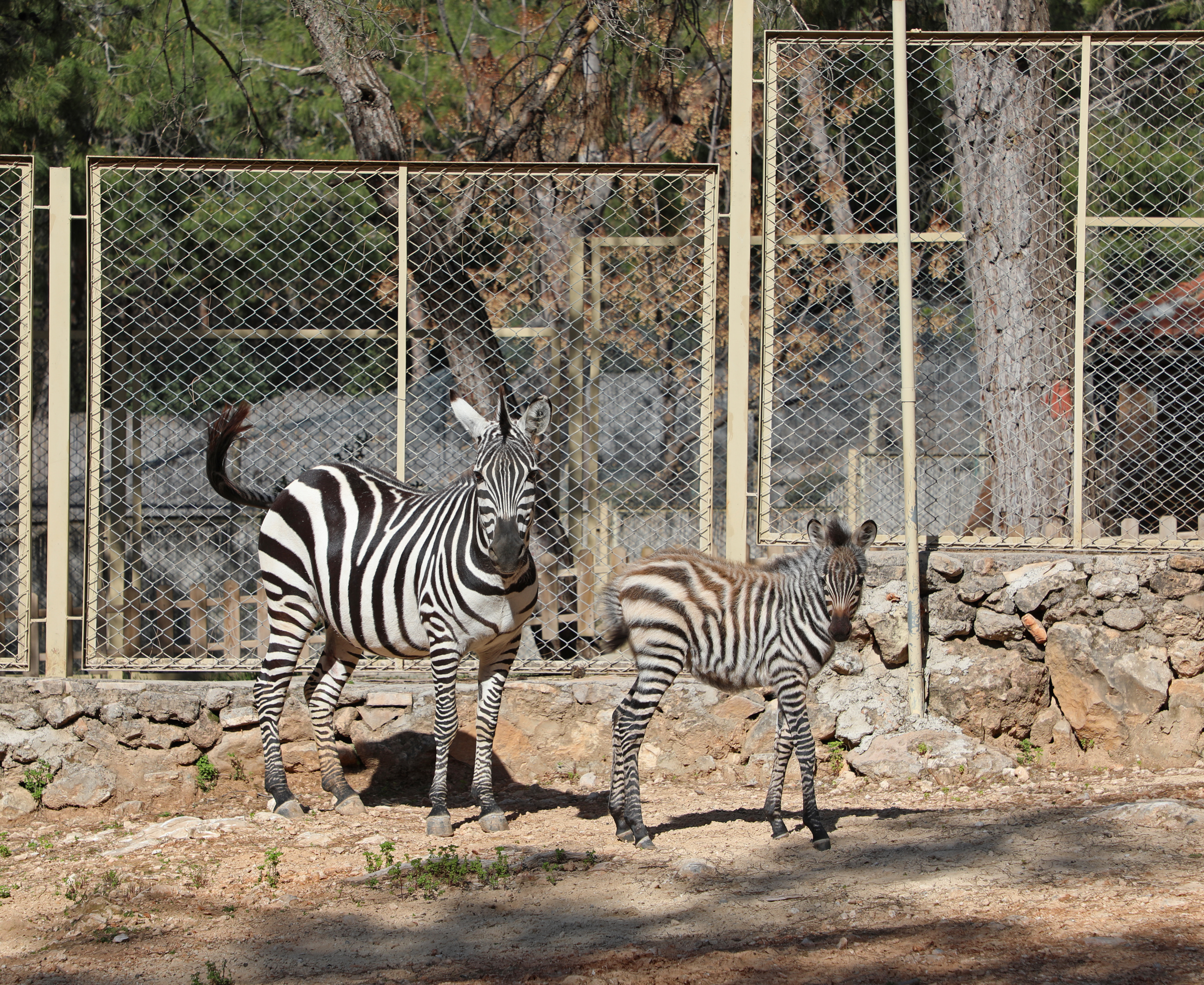 Antalya Hayvanat Bahçesi’nde yeni yavru sevinci