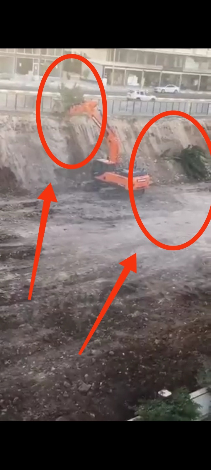 Bakanın geldiği gün ağaçları böyle katlettiler