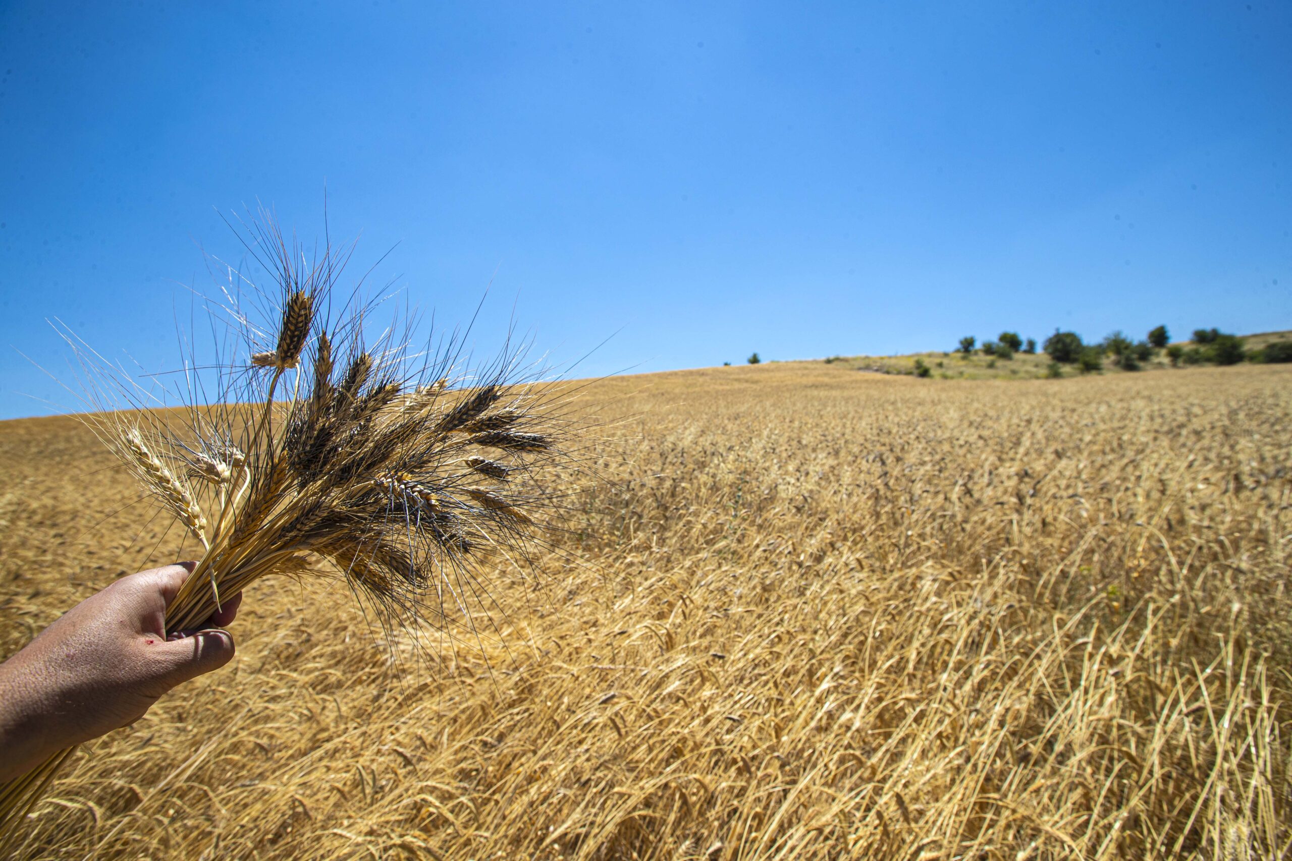 Başkan Ercengiz, karakılçık buğdayının hasadını yaptı