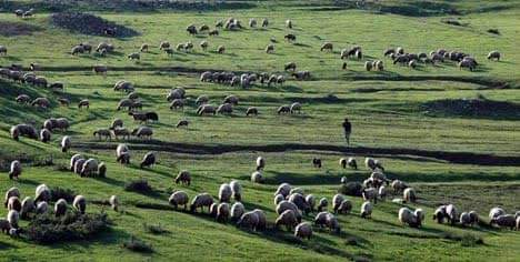BÖLGEYE HUZUR GELDİ, YAYLALAR “ŞEN”LENDİ