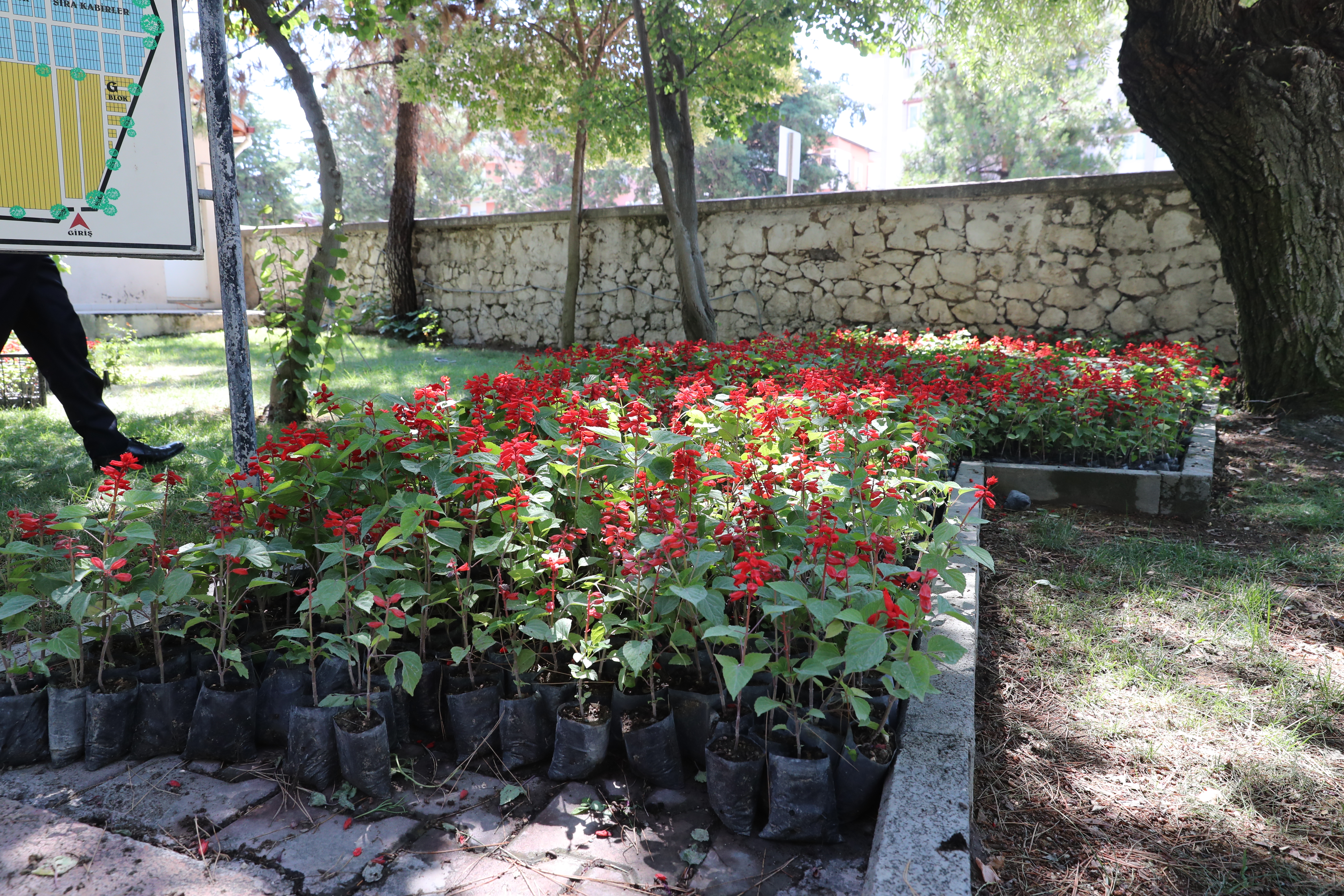 Burdur Belediyesi 120 bin çiçeği ücretsiz dağıttı