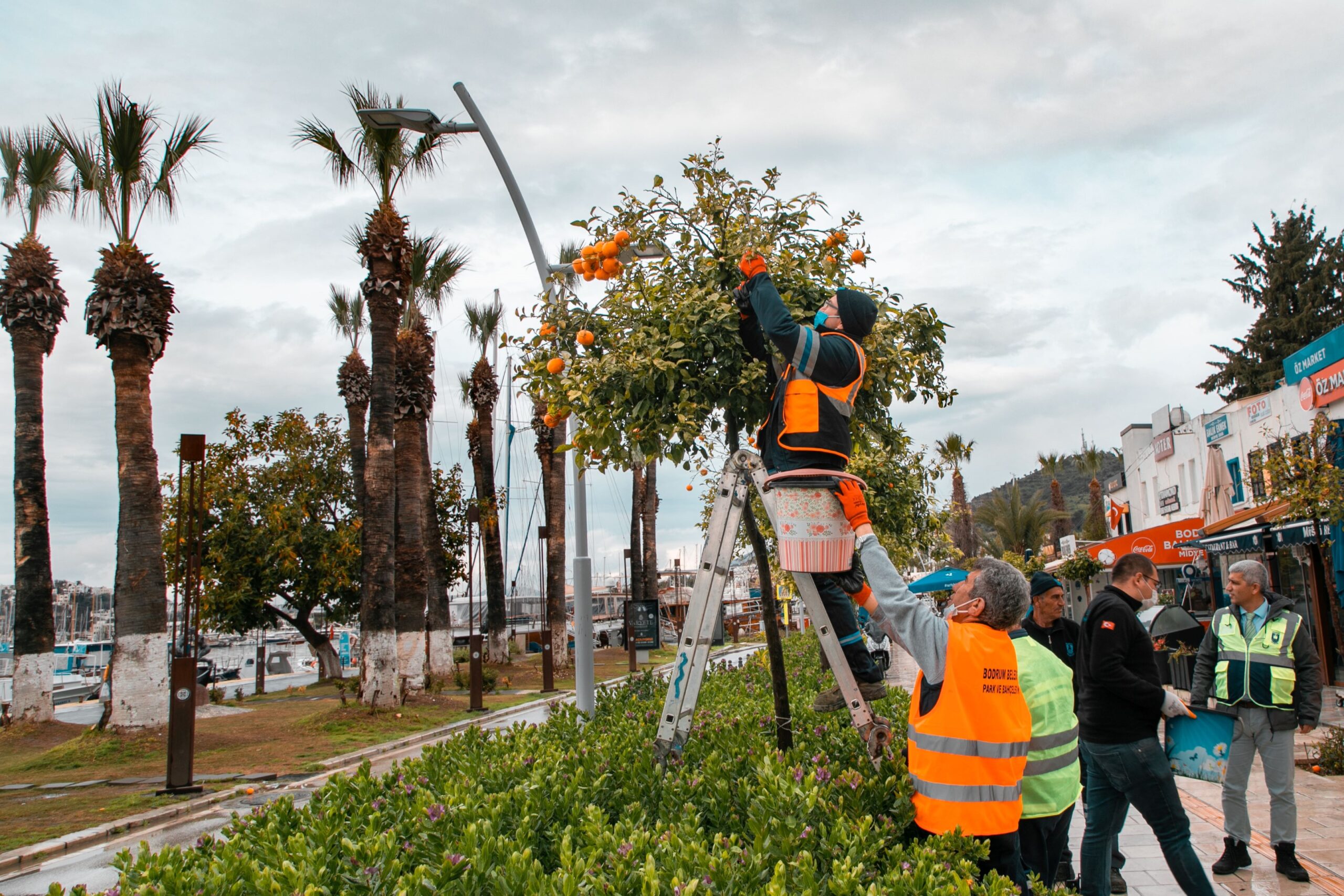 CADDE KENARLARINDAKİ TURUNÇLAR BELEDİYE EKİPLERİNCE TOPLANIYOR...