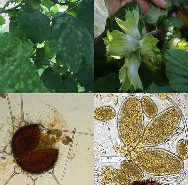 Fındıkta Külleme Hastalığına Karşı İlaçlı Mücadele Dönemi
