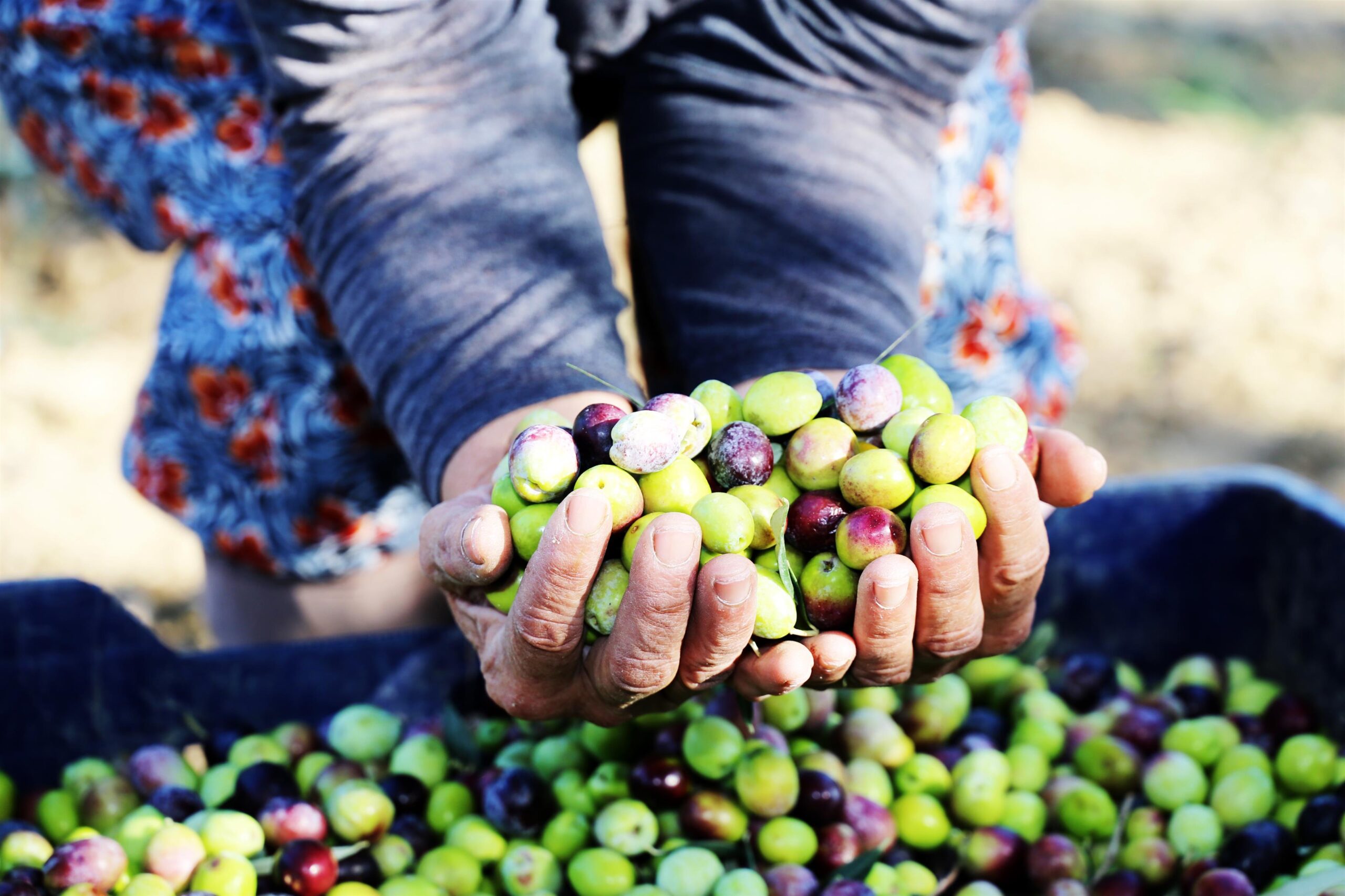 Hasat zamanında zeytin üreticilerine destek Büyükşehir den