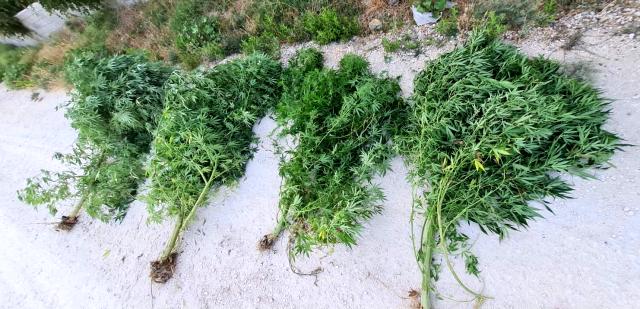 HATAY’DA UYUŞTURUCU OPERASYONLARI