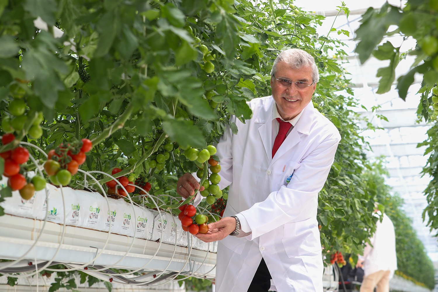 Hedef yılda 1250 ton domates üretimi