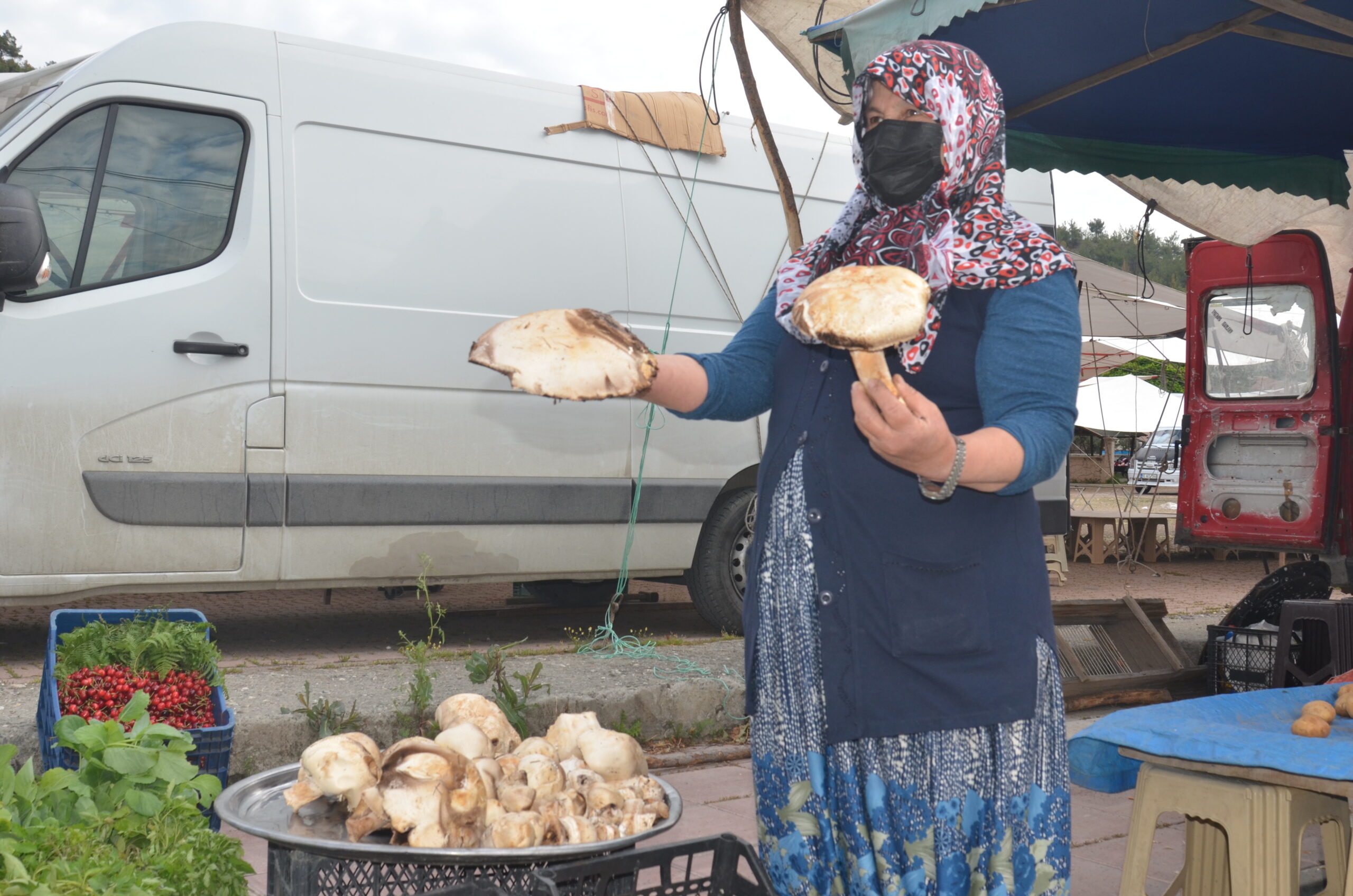 KADI KAVUĞU MANTARI 15 LİRADAN ALICI BULUYOR