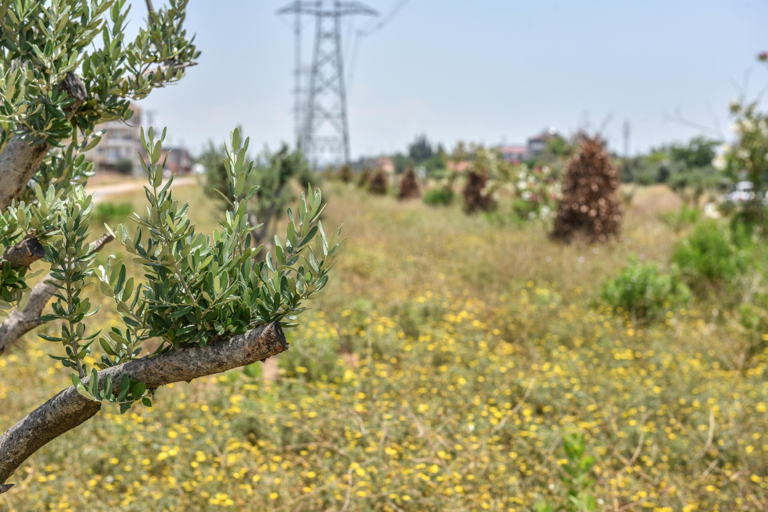 Kepez kocaman bir zeytin bahçesi oluyor