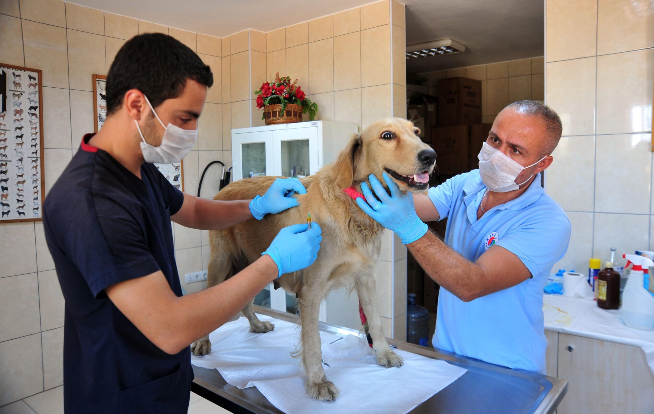 Kepez’den hayvanlara hastane ve doğal yaşam parkı
